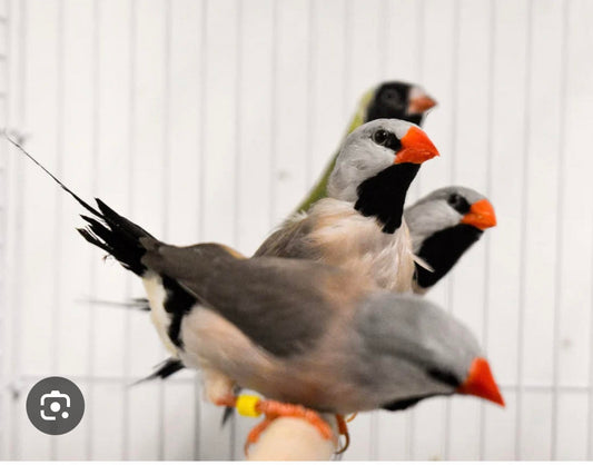 Shafttails finches