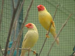 Yellow body star finch