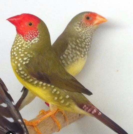 Star Finches