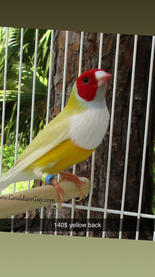 Gouldian