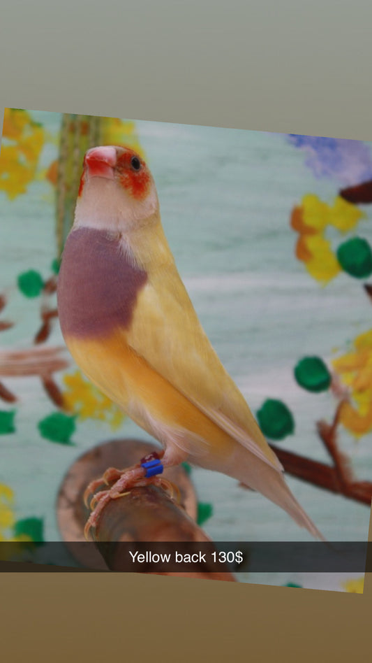 Gouldian