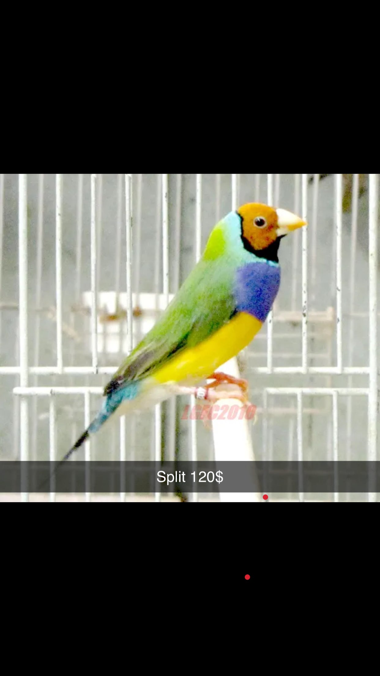 Split orange head gouldian