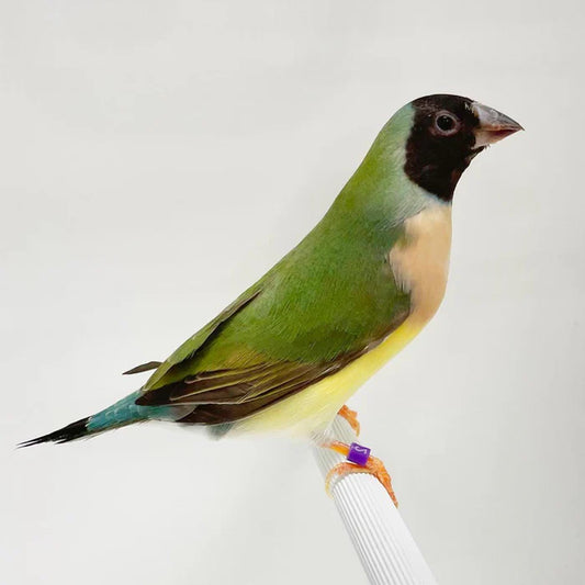 Gouldian green back female